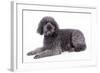 Labradoodle Lying Down-null-Framed Photographic Print