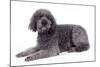 Labradoodle Lying Down-null-Mounted Photographic Print