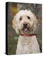 Labradoodle, Reading, Massachusetts, New England, Usa-Jim Engelbrecht-Stretched Canvas