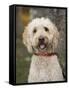 Labradoodle, Reading, Massachusetts, New England, Usa-Jim Engelbrecht-Framed Stretched Canvas