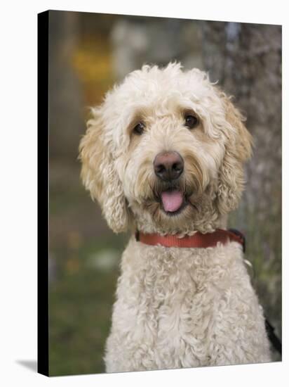 Labradoodle, Reading, Massachusetts, New England, Usa-Jim Engelbrecht-Stretched Canvas