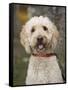 Labradoodle, Reading, Massachusetts, New England, Usa-Jim Engelbrecht-Framed Stretched Canvas