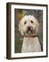 Labradoodle, Reading, Massachusetts, New England, Usa-Jim Engelbrecht-Framed Photographic Print