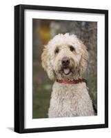 Labradoodle, Reading, Massachusetts, New England, Usa-Jim Engelbrecht-Framed Photographic Print