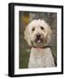 Labradoodle, Reading, Massachusetts, New England, Usa-Jim Engelbrecht-Framed Photographic Print