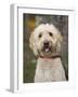 Labradoodle, Reading, Massachusetts, New England, Usa-Jim Engelbrecht-Framed Photographic Print