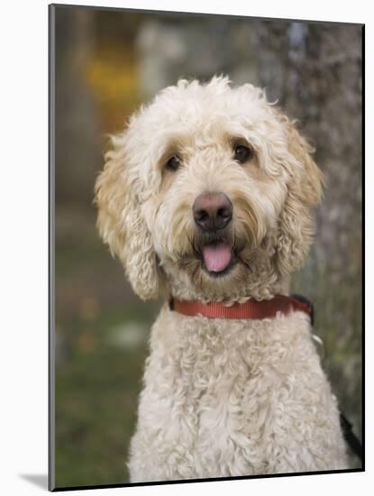 Labradoodle, Reading, Massachusetts, New England, Usa-Jim Engelbrecht-Mounted Photographic Print