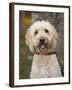 Labradoodle, Reading, Massachusetts, New England, Usa-Jim Engelbrecht-Framed Photographic Print