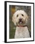 Labradoodle, Reading, Massachusetts, New England, Usa-Jim Engelbrecht-Framed Photographic Print