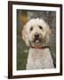 Labradoodle, Reading, Massachusetts, New England, Usa-Jim Engelbrecht-Framed Photographic Print