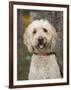 Labradoodle, Reading, Massachusetts, New England, Usa-Jim Engelbrecht-Framed Photographic Print