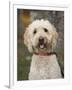 Labradoodle, Reading, Massachusetts, New England, Usa-Jim Engelbrecht-Framed Photographic Print