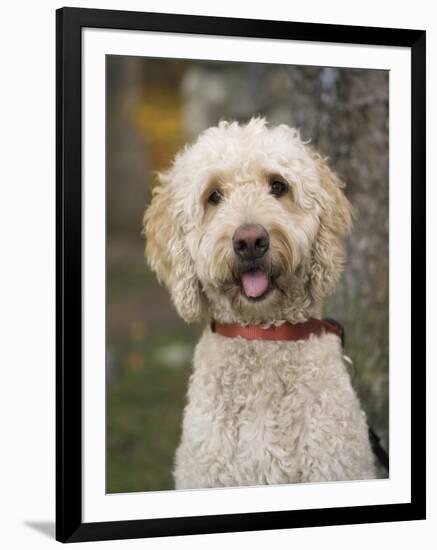 Labradoodle, Reading, Massachusetts, New England, Usa-Jim Engelbrecht-Framed Photographic Print