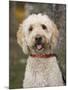 Labradoodle, Reading, Massachusetts, New England, Usa-Jim Engelbrecht-Mounted Photographic Print