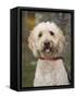 Labradoodle, Reading, Massachusetts, New England, Usa-Jim Engelbrecht-Framed Stretched Canvas