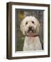 Labradoodle, Reading, Massachusetts, New England, Usa-Jim Engelbrecht-Framed Photographic Print