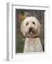 Labradoodle, Reading, Massachusetts, New England, Usa-Jim Engelbrecht-Framed Photographic Print