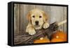 Labrador (8 Week Old Pup) with Broom and Pumpkins-null-Framed Stretched Canvas