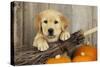 Labrador (8 Week Old Pup) with Broom and Pumpkins-null-Stretched Canvas