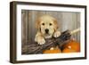 Labrador (8 Week Old Pup) with Broom and Pumpkins-null-Framed Photographic Print