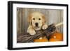 Labrador (8 Week Old Pup) with Broom and Pumpkins-null-Framed Photographic Print