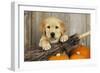 Labrador (8 Week Old Pup) with Broom and Pumpkins-null-Framed Photographic Print