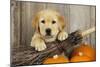 Labrador (8 Week Old Pup) with Broom and Pumpkins-null-Mounted Photographic Print
