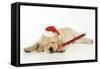 Labrador (8 Week Old Pup) with Christmas Hat-null-Framed Stretched Canvas