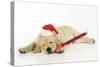 Labrador (8 Week Old Pup) with Christmas Hat-null-Stretched Canvas