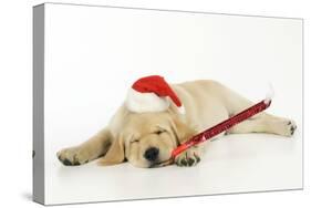 Labrador (8 Week Old Pup) with Christmas Hat-null-Stretched Canvas