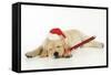 Labrador (8 Week Old Pup) with Christmas Hat-null-Framed Stretched Canvas