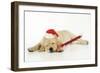 Labrador (8 Week Old Pup) with Christmas Hat-null-Framed Photographic Print