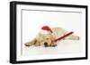 Labrador (8 Week Old Pup) with Christmas Hat-null-Framed Photographic Print