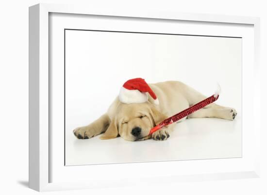 Labrador (8 Week Old Pup) with Christmas Hat-null-Framed Photographic Print