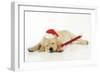 Labrador (8 Week Old Pup) with Christmas Hat-null-Framed Photographic Print