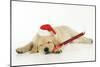 Labrador (8 Week Old Pup) with Christmas Hat-null-Mounted Photographic Print