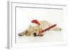 Labrador (8 Week Old Pup) with Christmas Hat-null-Framed Photographic Print