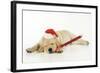 Labrador (8 Week Old Pup) with Christmas Hat-null-Framed Photographic Print