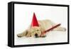 Labrador (8 Week Old Pup) with Party Hat-null-Framed Stretched Canvas