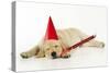 Labrador (8 Week Old Pup) with Party Hat-null-Stretched Canvas