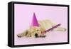 Labrador (8 Week Old Pup) with Party Hat-null-Framed Stretched Canvas