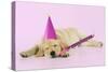 Labrador (8 Week Old Pup) with Party Hat-null-Stretched Canvas