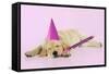 Labrador (8 Week Old Pup) with Party Hat-null-Framed Stretched Canvas