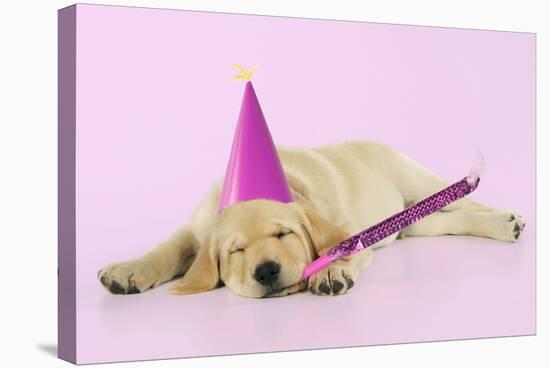 Labrador (8 Week Old Pup) with Party Hat-null-Stretched Canvas