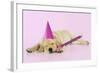 Labrador (8 Week Old Pup) with Party Hat-null-Framed Photographic Print