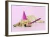 Labrador (8 Week Old Pup) with Party Hat-null-Framed Photographic Print