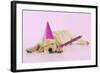 Labrador (8 Week Old Pup) with Party Hat-null-Framed Photographic Print