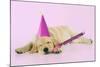 Labrador (8 Week Old Pup) with Party Hat-null-Mounted Photographic Print