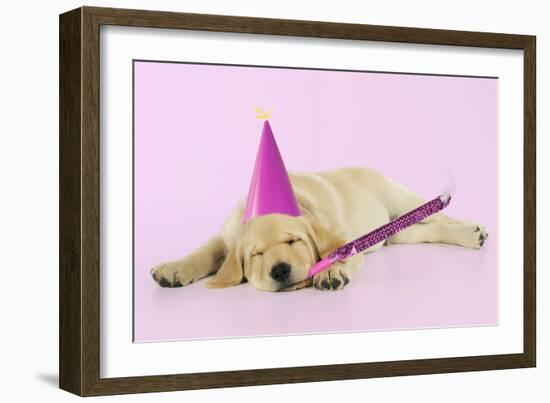 Labrador (8 Week Old Pup) with Party Hat-null-Framed Photographic Print