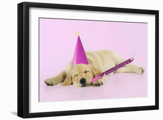 Labrador (8 Week Old Pup) with Party Hat-null-Framed Photographic Print